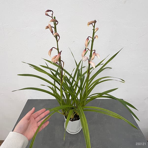 テーブルシンビジウム:恋乙女2本立ち 5号鉢植え(皿付き)