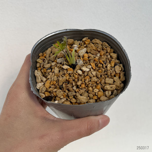 アネモネ:シルベストリス(白花アネモネ)3号ポット