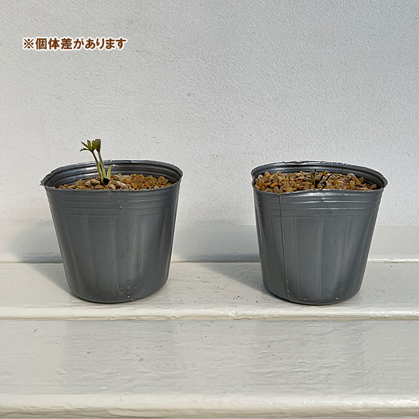 アネモネ:シルベストリス(白花アネモネ)3号ポット