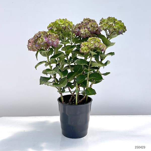 アジサイ:マジカルチョコレート5.5号鉢植え