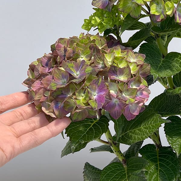 アジサイ:マジカルチョコレート5.5号鉢植え