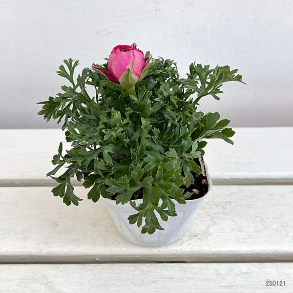 ラナンキュラス：スプリンクル・ローズ3.5号ポット