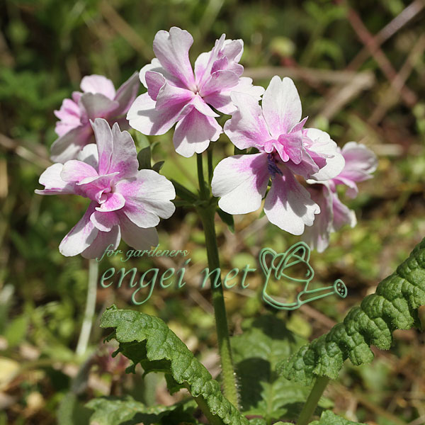 日本サクラソウ（桜草）八重咲き：幼なじみ2.5号ポット