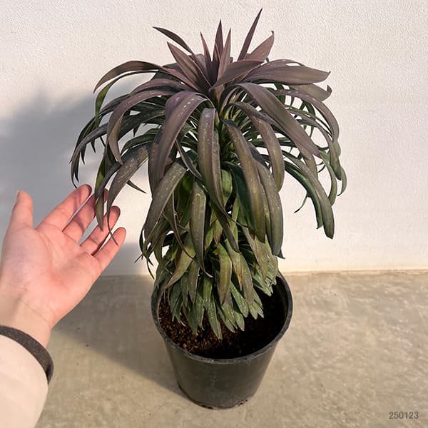 園芸ネット本店｜ユッカ：デスメティアーナ 7号鉢植え25-02 の通販【公式】
