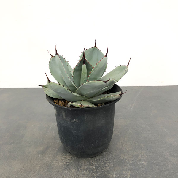 アガベ:パリー トルンカータ 6号鉢植え
