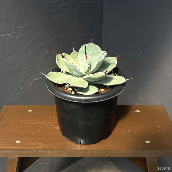 アガベ:パリー トルンカータ 6号鉢植え