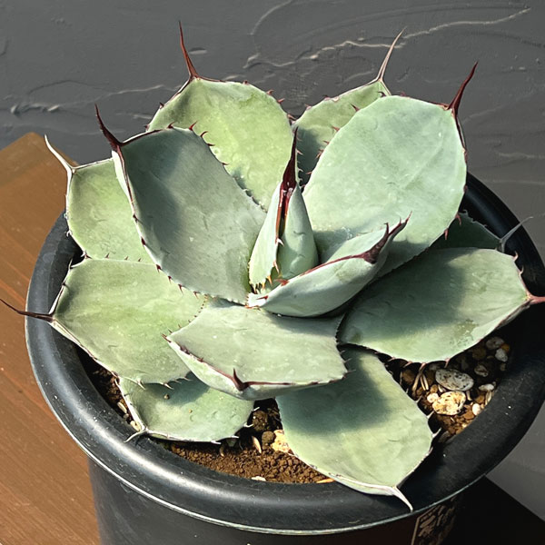 アガベ:パリー トルンカータ 6号鉢植え