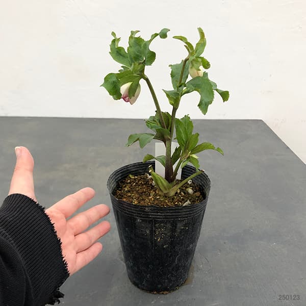 園芸ネット本店｜若泉ファームさんのクリスマスローズ：25-20ルージュ