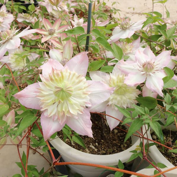 クレマチス：ゴキュウモモマンエ（五弓桃万重）3.5号ロングポット（フロリダ系）