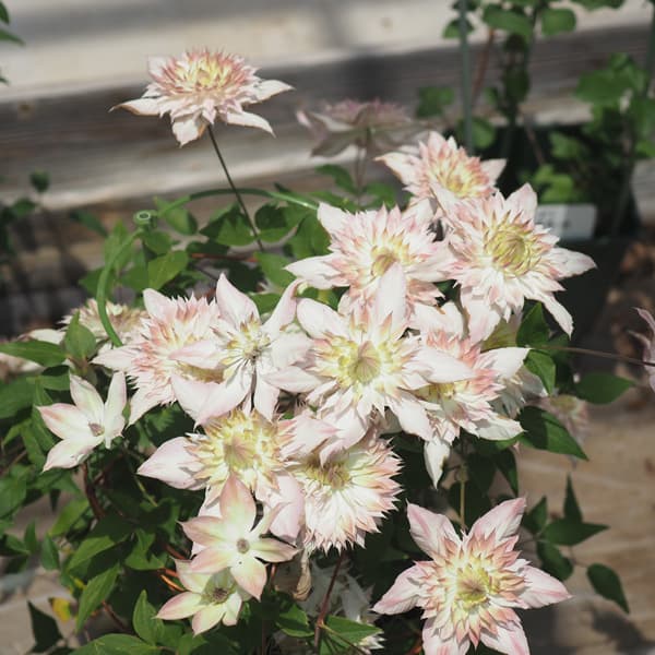 クレマチス：ゴキュウモモマンエ（五弓桃万重）3.5号ロングポット（フロリダ系）