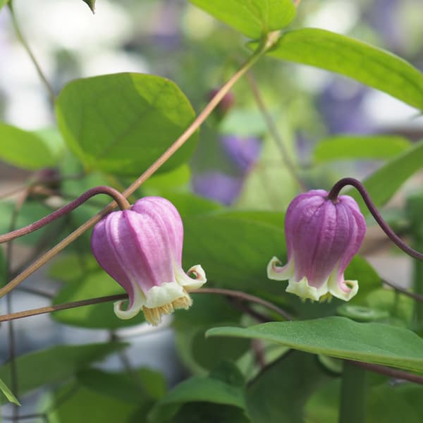 クレマチス：シオネ（潮音）3.5号ロングポット（ビオルナ系） の通販