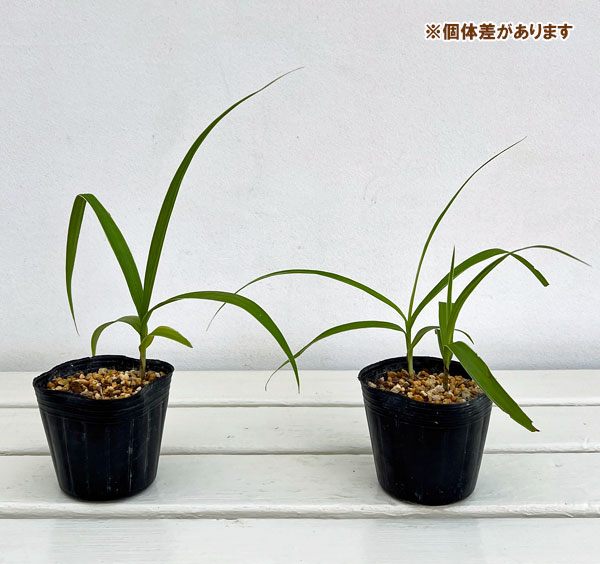 シラン：白覆輪青花3号ポット