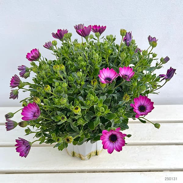 オステオスペルマム：メガピンク6号鉢植え