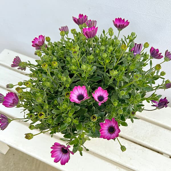 オステオスペルマム：メガピンク6号鉢植え