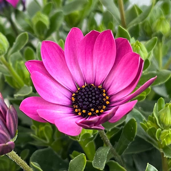 オステオスペルマム：メガピンク6号鉢植え