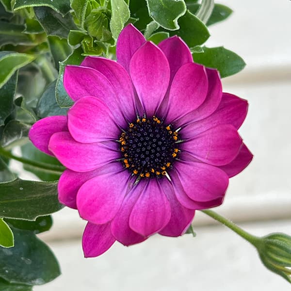 オステオスペルマム：メガピンク6号鉢植え