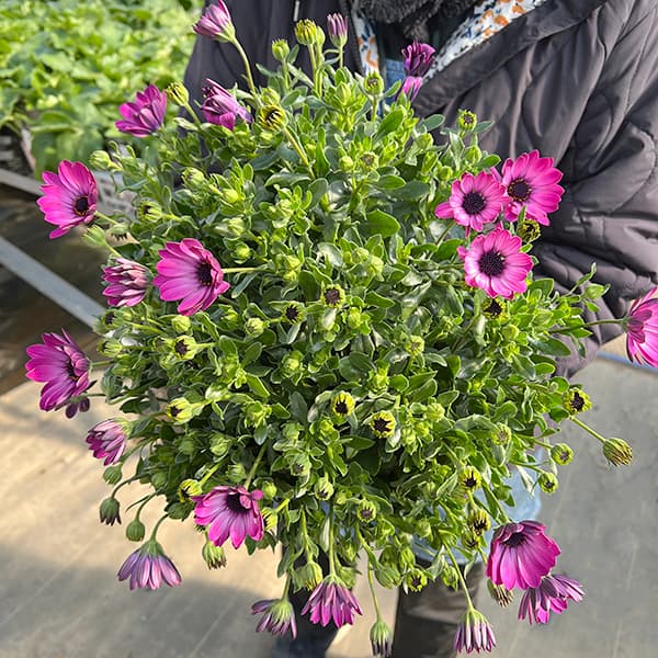 オステオスペルマム：メガピンク6号鉢植え