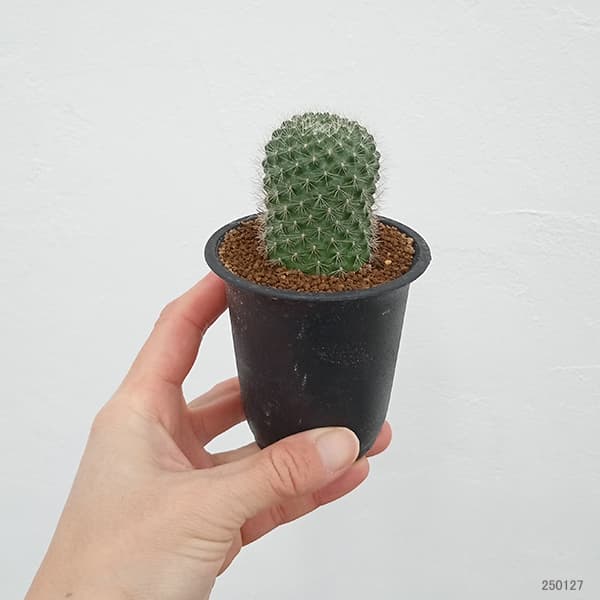 園芸ネット本店｜サボテン：レブチア マルソネリ 2.5号鉢植え の通販