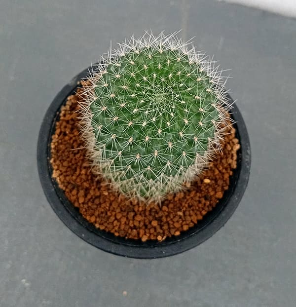 園芸ネット本店｜サボテン：レブチア マルソネリ 2.5号鉢植え の通販