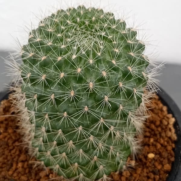 サボテン：レブチア　マルソネリ　2.5号鉢植え