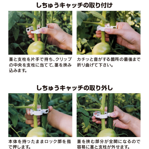 しちゅうキャッチ　２０（緑）24Ｐ