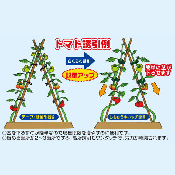しちゅうキャッチ　２０（緑）24Ｐ