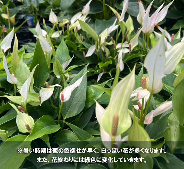 （わけあり特価）アンスリウム：リリー　5号イージーケアポット植え