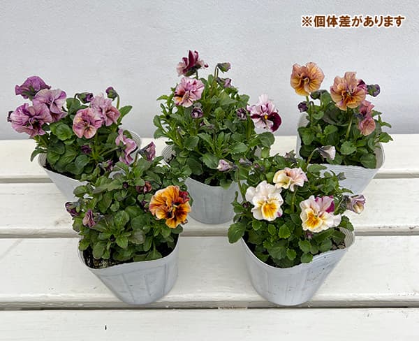 園芸ネット本店｜うえたコレクションビオラ：マーブル（ミックス）3.5