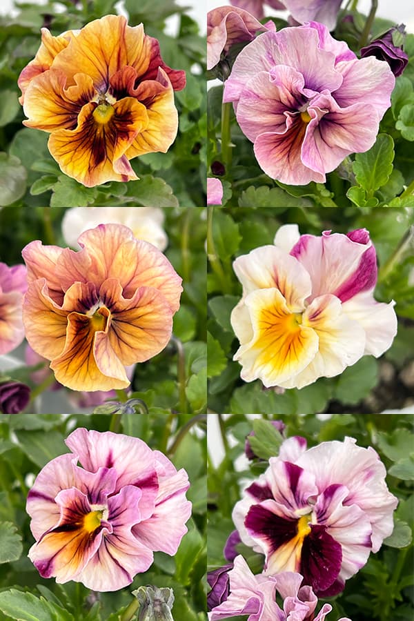 園芸ネット本店｜うえたコレクションビオラ：マーブル（ミックス）3.5