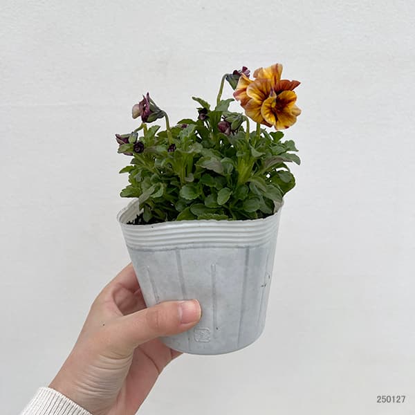 園芸ネット本店｜うえたコレクションビオラ：マーブル（ミックス）3.5