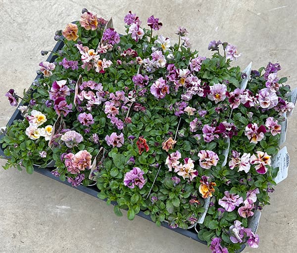 園芸ネット本店｜うえたコレクションビオラ：マーブル（ミックス）3.5