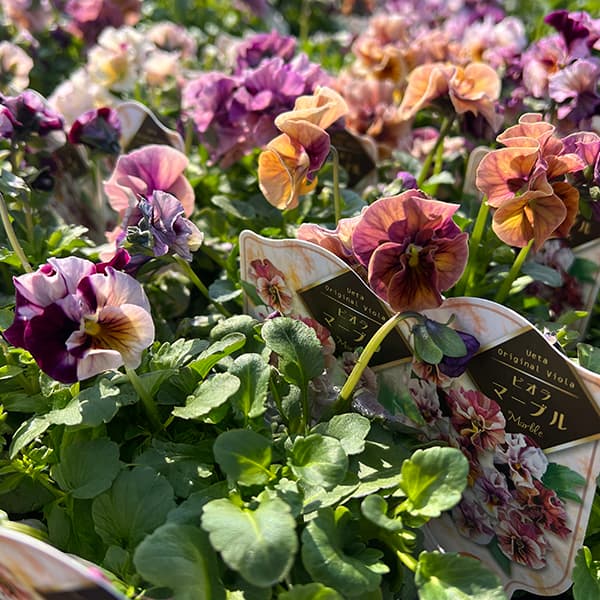 園芸ネット本店｜うえたコレクションビオラ：マーブル（ミックス）3.5