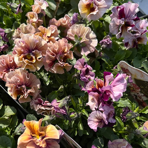 園芸ネット本店｜うえたコレクションビオラ：マーブル（ミックス）3.5