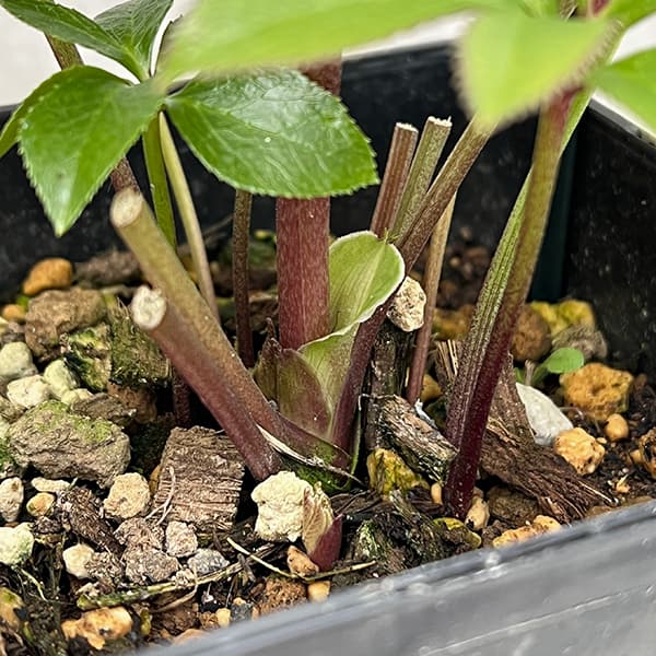 クリスマスローズ:セレクトセミダブル25-07 静/1.5Lポット