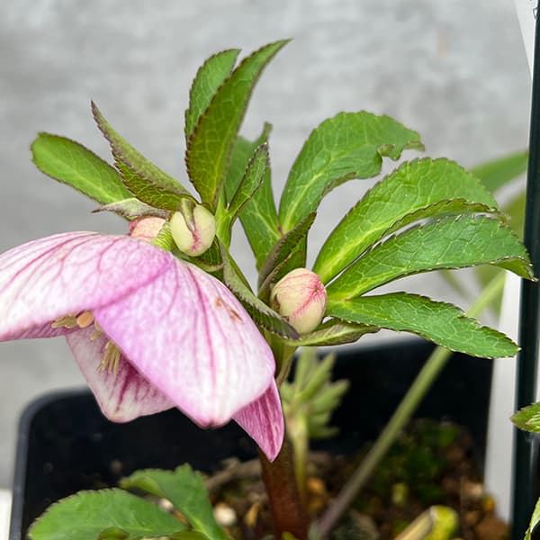 園芸ネット本店｜クリスマスローズ：セレクトシングル25-03／1.5L