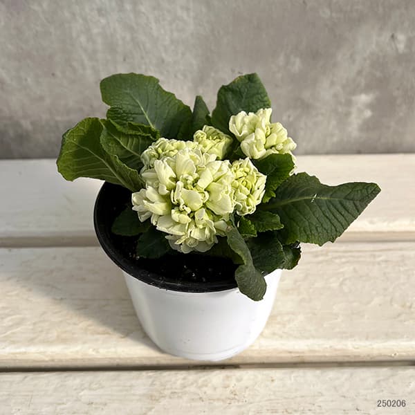 プリムラ：メロンムース3.5号ポット