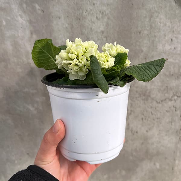 プリムラ：メロンムース3.5号ポット