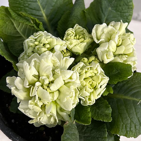 プリムラ：メロンムース3.5号ポット