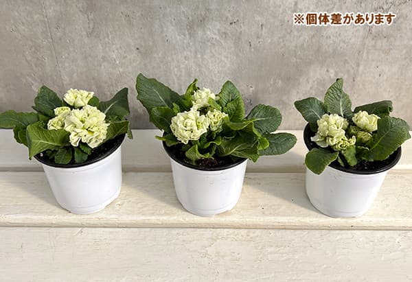 プリムラ：メロンムース3.5号ポット