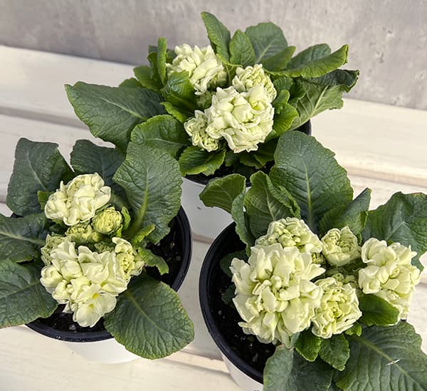 プリムラ：メロンムース3.5号ポット