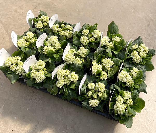 プリムラ：メロンムース3.5号ポット