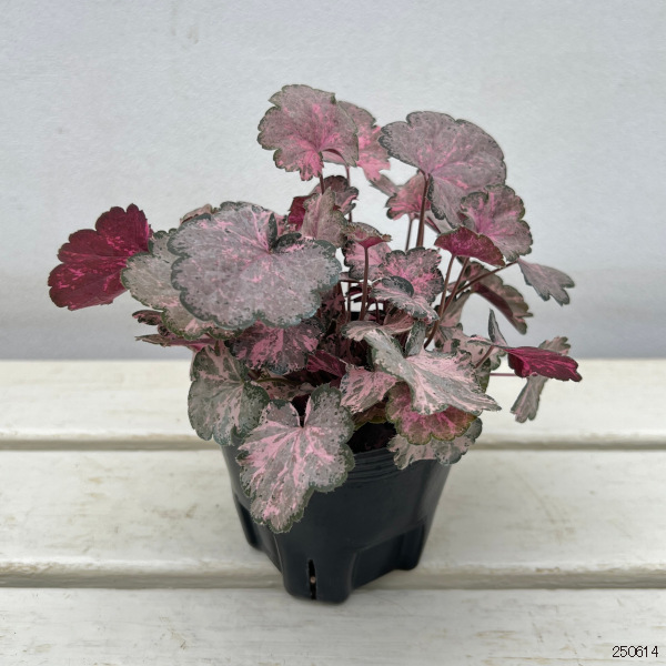 [26年6月中下旬予約]ヒューケラ：ピンキーパンキー3号ポット