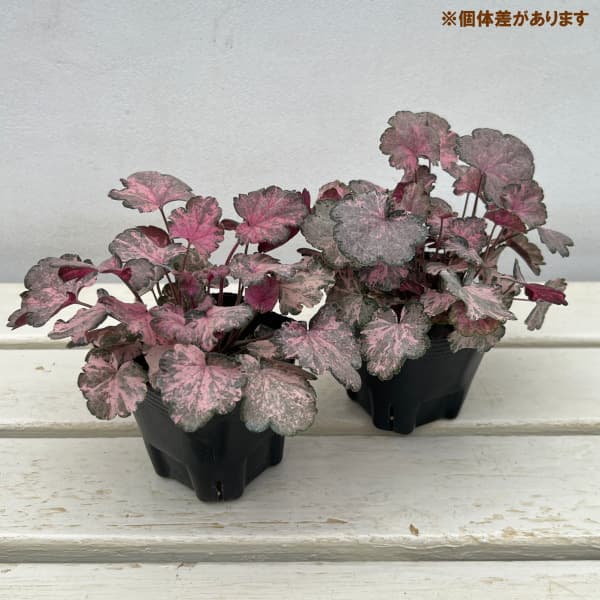 [26年6月中下旬予約]ヒューケラ：ピンキーパンキー3号ポット