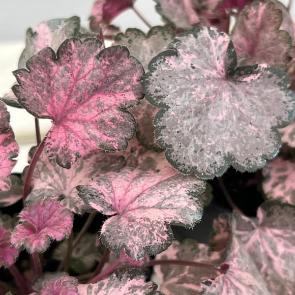 [26年6月中下旬予約]ヒューケラ：ピンキーパンキー3号ポット