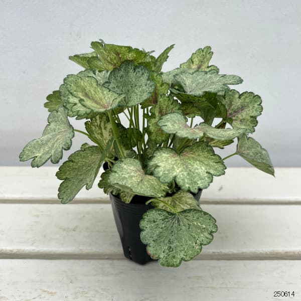 [26年6月中下旬予約]ヒューケラ：スノーウィーパンキー3号ポット