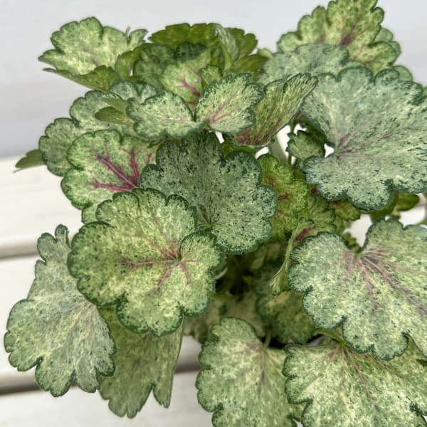 [26年6月中下旬予約]ヒューケラ：スノーウィーパンキー3号ポット