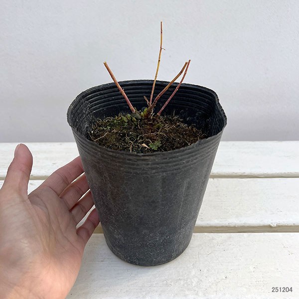 アムソニア：ブルーアイス 4.5号ポット