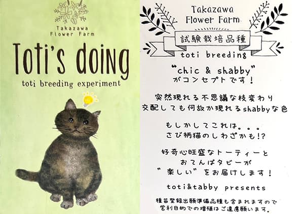 パンジー:高澤さんオリジナル試験品種フリル系3.5号ポット 6株セット