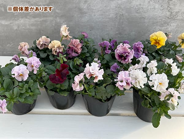 パンジー:高澤さんオリジナル試験品種フリル系3.5号ポット 6株セット