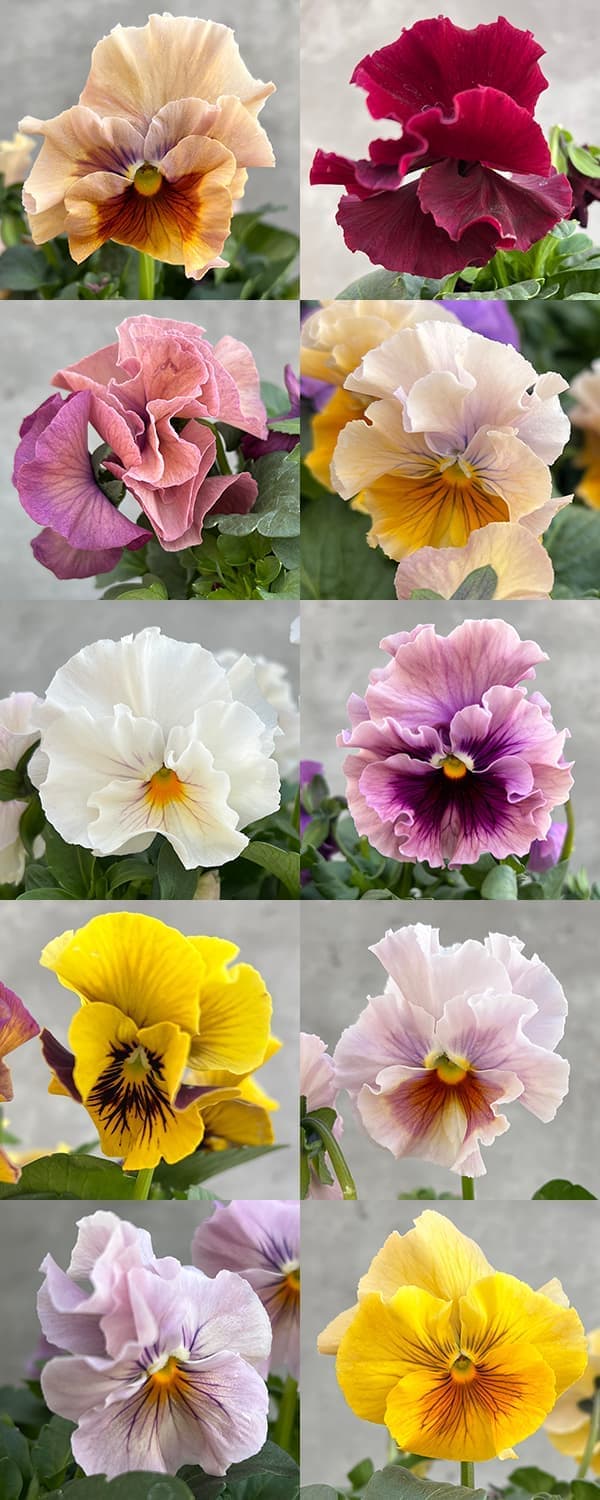 パンジー:高澤さんオリジナル試験品種フリル系3.5号ポット 6株セット